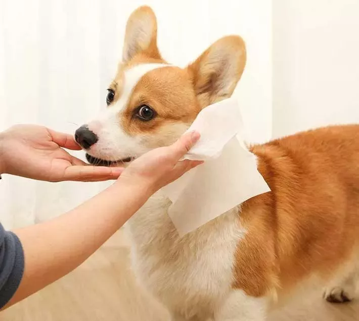 Pet Cleaning Wipes - Et praktisk valg for kjæledyrpleie